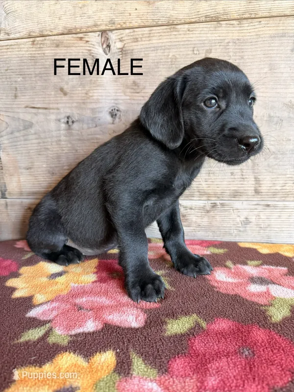 Female  – Labrador Retriever puppy for sale in Vermontville, MI