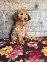 Female, a female Miniature Goldendoodle for sale in Vermontville, MI – 4 of 4