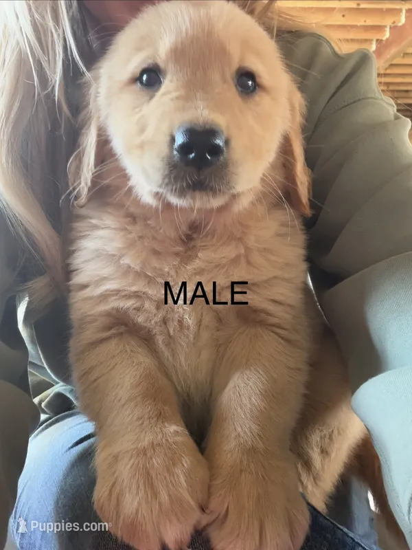 Male  – Golden Retriever puppy for sale in Vermontville, MI
