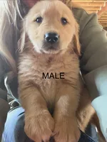 Male , a male Golden Retriever for sale in Vermontville, MI – 1 of 5