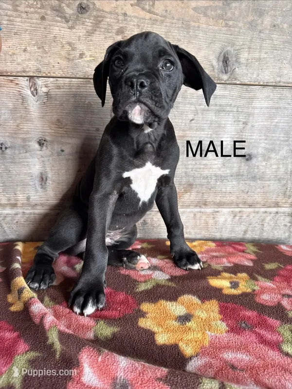 Male  – Boxer puppy for sale in Vermontville, MI