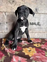 Male , a male Boxer for sale in Vermontville, MI – 1 of 3