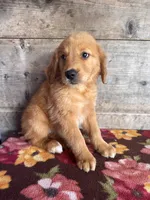 Female, a female Golden Retriever for sale in Vermontville, MI – 3 of 3