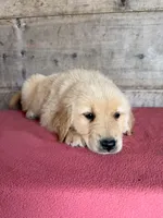 Male , a male Golden Retriever for sale in Vermontville, MI – 3 of 5