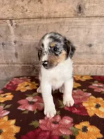 Male , a male Miniature American Shepherd for sale in Vermontville, MI – 1 of 5