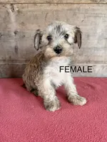 Female , a female Miniature Schnauzer for sale in Vermontville, MI – 2 of 2