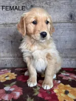 Female , a female Golden Retriever for sale in Vermontville, MI – Photo 2 of 2