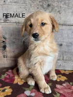 Female , a female Golden Retriever for sale in Vermontville, MI – Photo 1 of 2