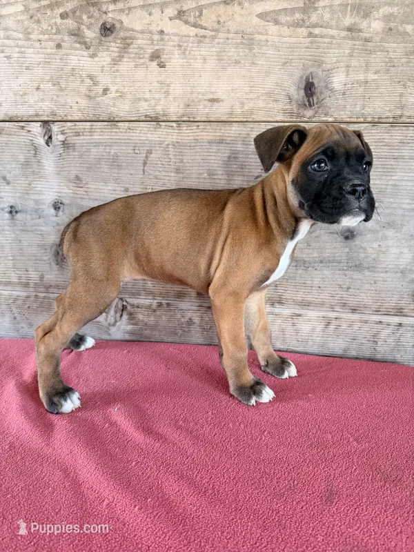 Female  – Boxer puppy for sale in Vermontville, MI