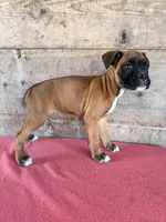 Female , a female Boxer for sale in Vermontville, MI – 1 of 6