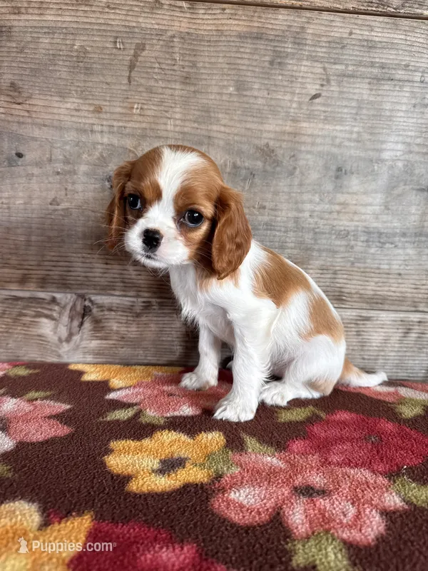 Female – Cavalier King Charles Spaniel puppy for sale in Vermontville, MI