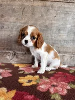 Female, a female Cavalier King Charles Spaniel for sale in Vermontville, MI – 1 of 4