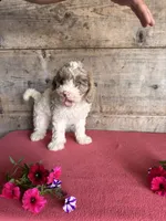 Male, a male Miniature Bernedoodle for sale in Vermontville, MI – 2 of 3