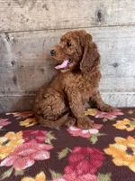 Female , a female Miniature Goldendoodle for sale in Vermontville, MI – 2 of 4