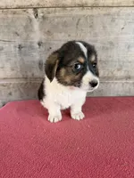 Male , a male Pembroke Welsh Corgi for sale in Vermontville, MI – 6 of 7