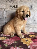 Male 1, a male Golden Retriever for sale in Vermontville, MI – 1 of 4