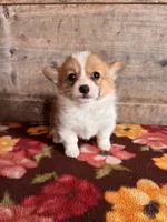 Female, a female Pembroke Welsh Corgi for sale in Vermontville, MI – 4 of 5