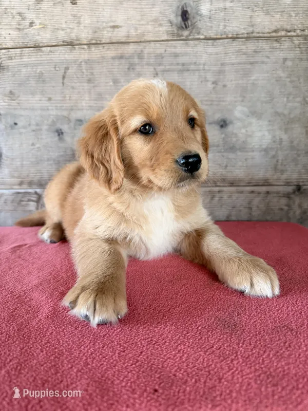 Male – Golden Retriever puppy for sale in Vermontville, MI