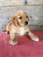 Male, a male Golden Retriever for sale in Vermontville, MI – 1 of 4