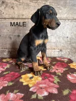 Male , a female Doberman Pinscher for sale in Vermontville, MI – 1 of 1