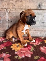 Male, a male Boxer for sale in Vermontville, MI – 3 of 3