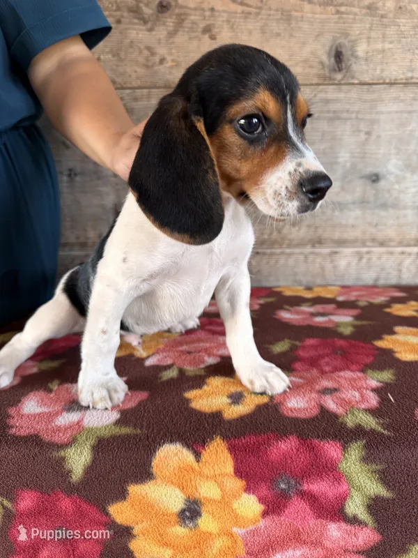 Male – Beagle puppy for sale in Vermontville, MI