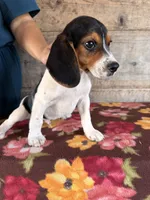 Male, a male Beagle for sale in Vermontville, MI – 1 of 5