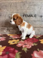 Female, a female Cavalier King Charles Spaniel for sale in Vermontville, MI – 2 of 4