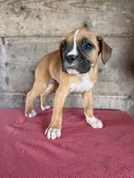 Male, a male Boxer for sale in Vermontville, MI – 2 of 6