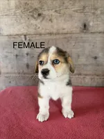 Female , a male Pembroke Welsh Corgi for sale in Vermontville, MI – 2 of 7