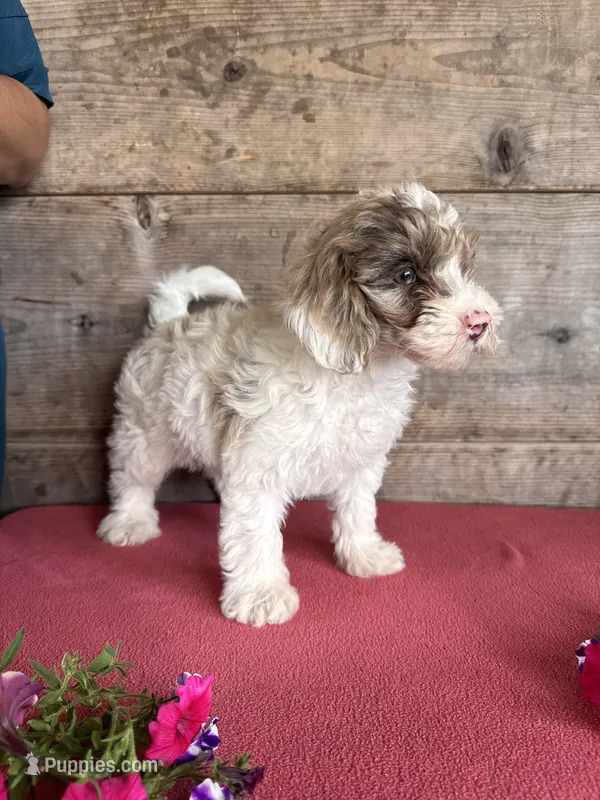 Male – Miniature Bernedoodle puppy for sale in Vermontville, MI