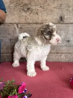 Male, a male Miniature Bernedoodle for sale in Vermontville, MI – 1 of 3