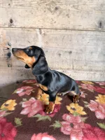 Male, a male Miniature Dachshund for sale in Vermontville, MI – 5 of 6