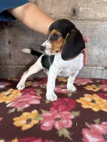 Male, a male Beagle for sale in Vermontville, MI – 4 of 5