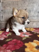 Male, a male Pembroke Welsh Corgi for sale in Vermontville, MI – 2 of 6