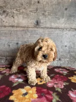 Male 1, a male Cockapoo for sale in Vermontville, MI – Photo 3 of 3