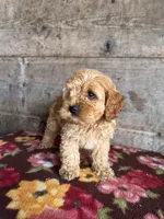 Male 1, a male Cockapoo for sale in Vermontville, MI – Photo 2 of 3