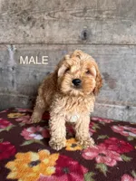Male 1, a male Cockapoo for sale in Vermontville, MI – Photo 1 of 3