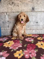 Female, a female Miniature Goldendoodle for sale in Vermontville, MI – 3 of 4