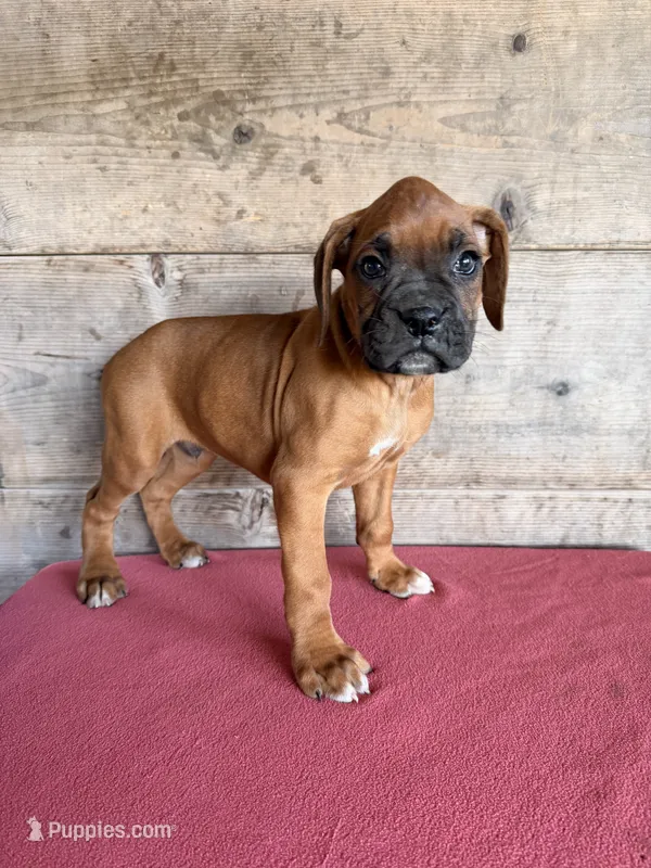 Male  – Boxer puppy for sale in Vermontville, MI