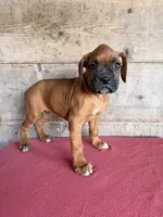 Male , a male Boxer for sale in Vermontville, MI – 1 of 3