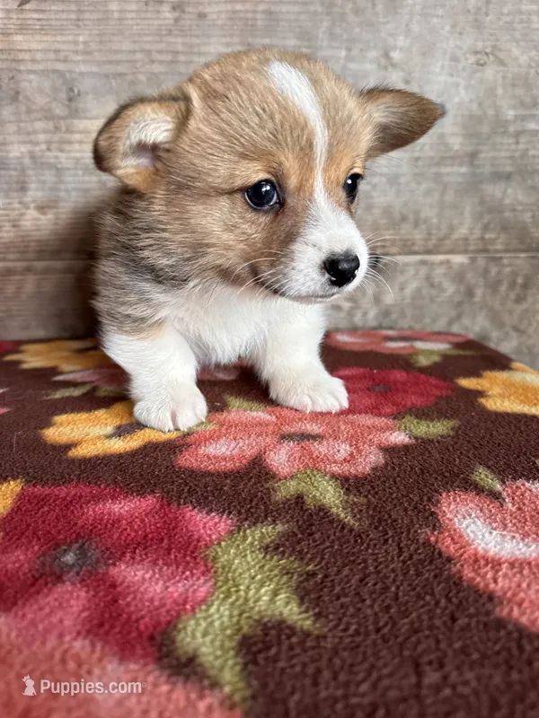 Male – Pembroke Welsh Corgi puppy for sale in Vermontville, MI