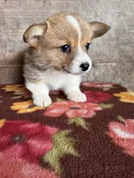 Male, a male Pembroke Welsh Corgi for sale in Vermontville, MI – 1 of 6