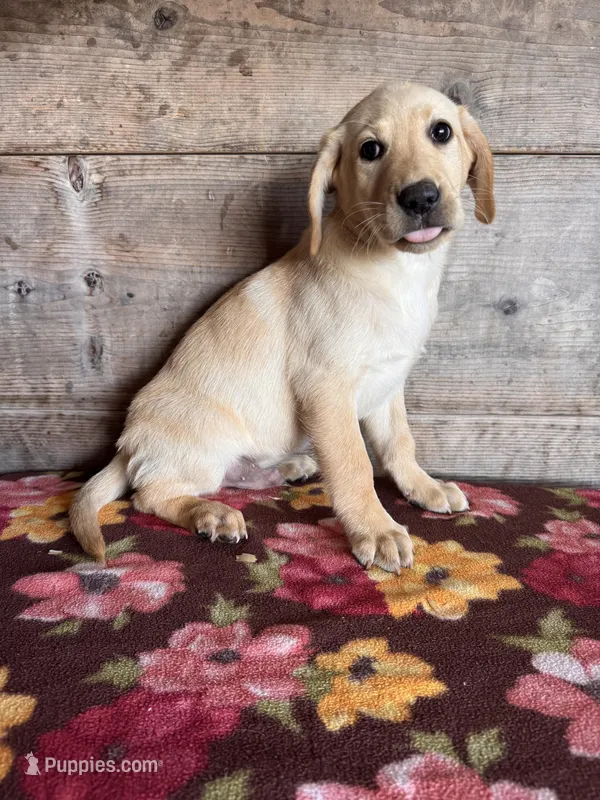 Male  – Labrador Retriever puppy for sale in Vermontville, MI