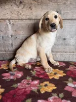 Male , a male Labrador Retriever for sale in Vermontville, MI – Photo 4 of 4