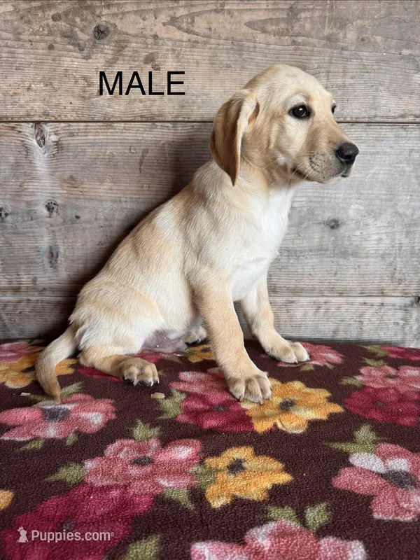Male  – Labrador Retriever puppy for sale in Vermontville, MI