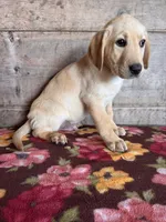 Male , a male Labrador Retriever for sale in Vermontville, MI – Photo 2 of 4