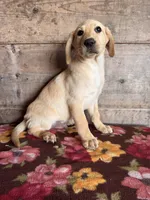 Male , a male Labrador Retriever for sale in Vermontville, MI – Photo 3 of 4