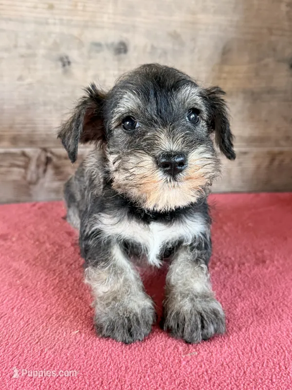 Male  – Miniature Schnauzer puppy for sale in Vermontville, MI