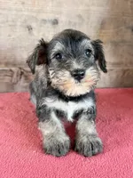 Male , a male Miniature Schnauzer for sale in Vermontville, MI – 1 of 4